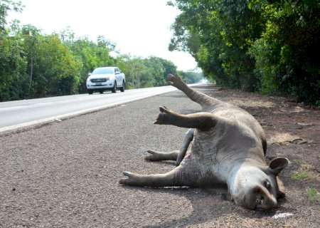 Em 13 anos, acidentes com antas provocaram 48 mortes em rodovias de MS