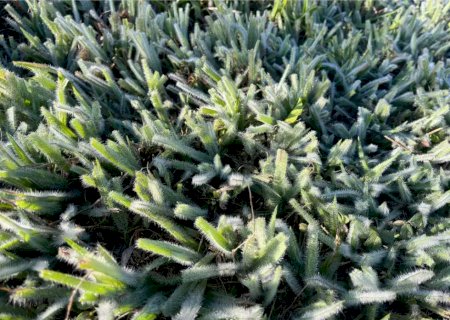 Caarapó registra 3°C e entra na lista de municípios atingidos por geada em Mato Grosso do Sul