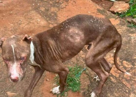 Pitbull &eacute; resgatado cego e &ldquo;s&oacute; pele e osso&rdquo; em casa usada para tr&aacute;fico>