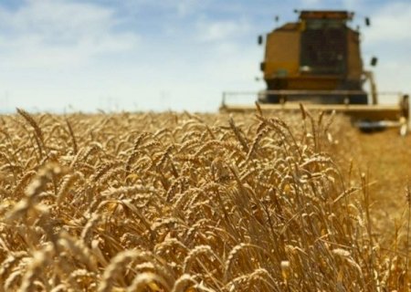 Tempo seco acelera colheita, mas estiagem amea&ccedil;a produ&ccedil;&atilde;o de trigo em MS>