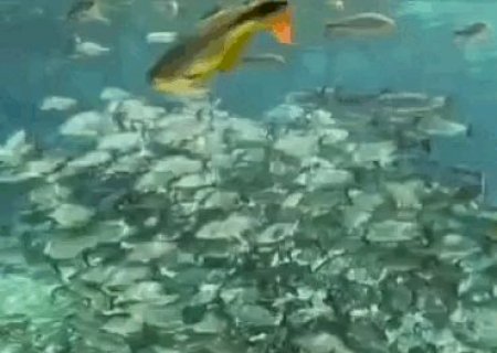 Beleza cristalina dos rios de Bonito esconde redu&ccedil;&atilde;o perigosa de esp&eacute;cies>