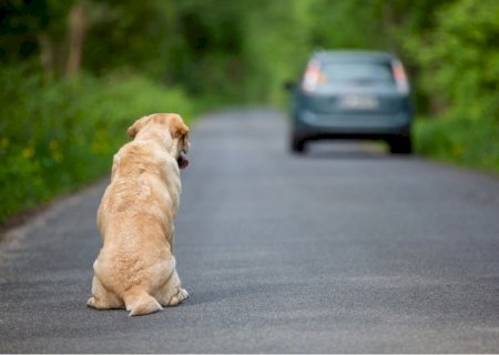 Motorista que abandonar animal poderá perder CNH por até 18 meses>