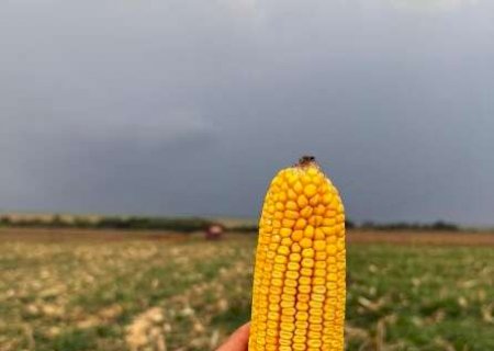 Colheita se aproxima do fim, mas vendavais ainda amea&ccedil;am safra de milho>