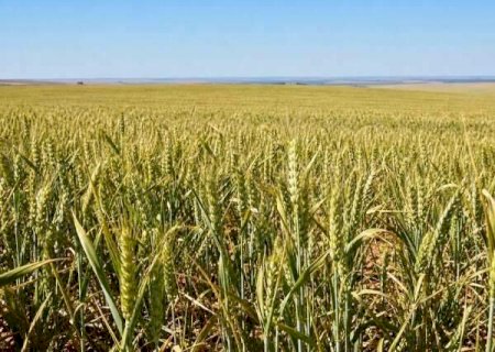 Tempo seco acelera colheita do milho e trigo avan&ccedil;a em MS, aponta Conab>